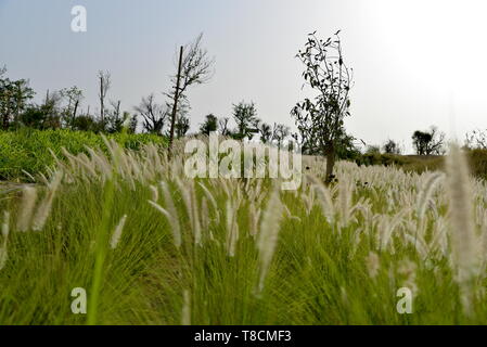 Liebe See bei Al Qudra, See an der Al Qudra Wüste, Dubai, Vereinigte Arabische Emirate Stockfoto