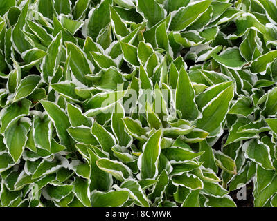 Hosta 'Ginko Craig' in Blume Grenze Stockfoto