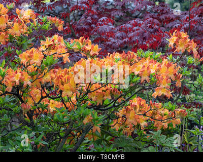 Japanischer Ahorn 'Bloodgood' mit Rhododendron im Hintergrund Stockfoto