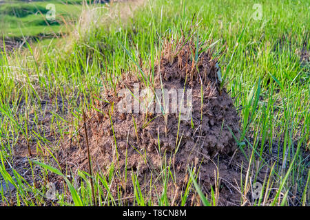 Alter maulwurf maulwurf in die Wiese. Mole Loch in eine Rasenfläche. Stockfoto