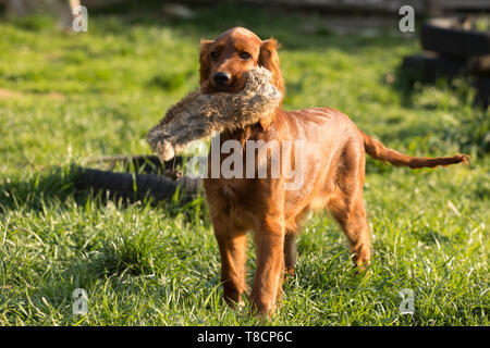 Porträt eines Welpen Hund in den Garten. Irish Setter Welpe Hund Stockfoto