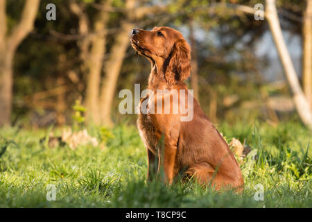 Porträt eines Welpen Hund in den Garten. Irish Setter Welpe Hund Stockfoto