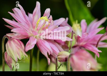 Aquilegia vulgaris Stockfoto