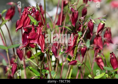 Schöne Anzeige der Aquilegias Stockfoto