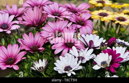 Bunte Anzeige von osteospermum Blumen auch bekannt als daisybushes Stockfoto