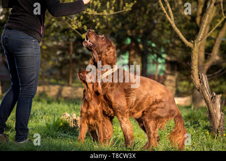 Zwei irische Setter sitzen auf dem Gras Stockfoto