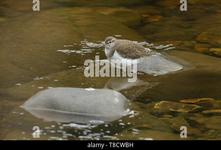 Eine hübsche Flussuferläufer, Actitis hypoleucos, stehend auf einem Felsen in einem Bach. Stockfoto