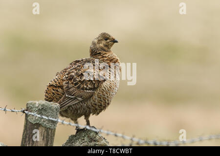 Eine schöne seltene Weibliche, Birkhuhn Tetrao tetrix, stehend auf einer Steinmauer in die Mauren. Stockfoto