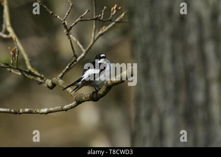 Einen schönen männlichen Pied, Ficedula 'So Sweet, hocken auf einem Zweig in einem Baum. Stockfoto