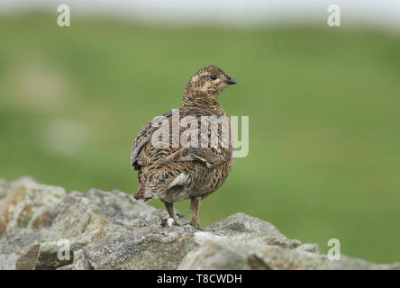 Eine schöne seltene Weibliche, Birkhuhn Tetrao tetrix, stehend auf einer Steinmauer in die Mauren an einem regnerischen Tag. Stockfoto