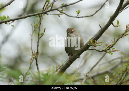 Ein schüchternes und schwer fassbaren Seidensänger Warbler (Cettia cetti) auf eine Zweigniederlassung, die in einem Baum gehockt. Stockfoto