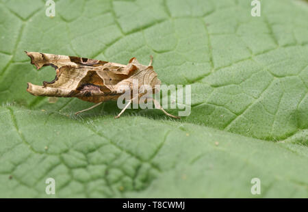 Ein hübscher Winkel, Phlogophora meticulosa Schattierungen Motte, ruht auf einem Blatt. Stockfoto