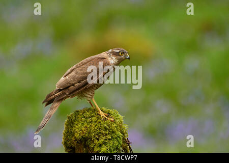Juvenile Sperber, Accipiter Nisus, Dumfries und Galloway, Schottland, Großbritannien Stockfoto