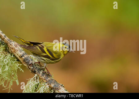 Männliche Eurasian Siskin, Carduelis spinus, Dumfries und Galloway, Schottland, Großbritannien Stockfoto