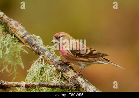 Male Lesser Redpoll, Carduelis flammea Cabaret, Dumfries und Galloway, Schottland, Großbritannien Stockfoto