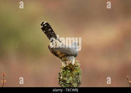 Männliche gemeinsame Kuckucks Cuculus canorus, Dumfries und Galloway, Schottland, Großbritannien Stockfoto