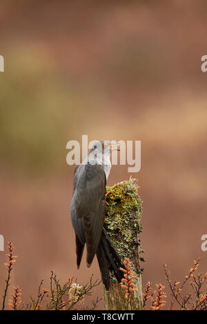 Männliche gemeinsame Kuckucks Cuculus canorus, Aufruf von Post, Dumfries und Galloway, Schottland, Großbritannien Stockfoto