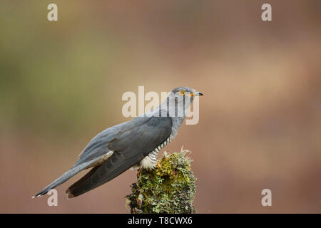 Männliche gemeinsame Kuckucks Cuculus canorus, Dumfries und Galloway, Schottland, Großbritannien Stockfoto