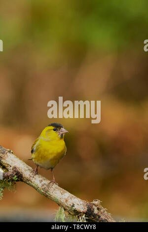 Männliche Eurasian Siskin, Carduelis spinus, Dumfries und Galloway, Schottland, Großbritannien Stockfoto