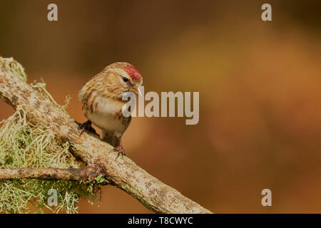 Weibliche weniger Redpoll, Carduelis flammea Cabaret, Dumfries und Galloway, Schottland, Großbritannien Stockfoto