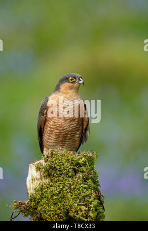 Erwachsenen männlichen Sperber, Accipiter Nisus, Dumfries und Galloway, Schottland, Großbritannien Stockfoto