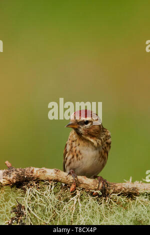 Weibliche weniger Redpoll, Carduelis flammea Cabaret, Dumfries und Galloway, Schottland, Großbritannien Stockfoto