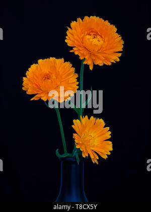 Drei calendula Blüten in dunkle Vase auf dunkelblauen Hintergrund. Auffällig dramatische noch leben. Stockfoto