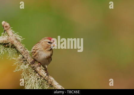 Weibliche weniger Redpoll, Carduelis flammea Cabaret, Dumfries und Galloway, Schottland, Großbritannien Stockfoto