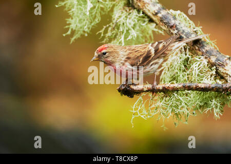 Weibliche weniger Redpoll, Carduelis flammea Cabaret, Dumfries und Galloway, Schottland, Großbritannien Stockfoto