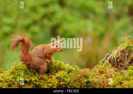 Red squirrel, Sciurus vulgaris, Dumfries und Galloway, Schottland, Großbritannien Stockfoto