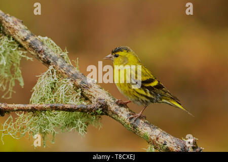 Männliche Eurasian Siskin, Carduelis spinus, Dumfries und Galloway, Schottland, Großbritannien Stockfoto