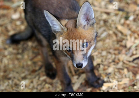 Baby Tiere dargestellt an Brent Lodge Tier Zentrum in West Sussex, UK. Stockfoto