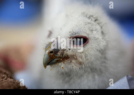 Baby Tiere dargestellt an Brent Lodge Tier Zentrum in West Sussex, UK. Stockfoto