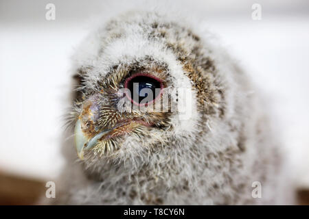 Baby Tiere dargestellt an Brent Lodge Tier Zentrum in West Sussex, UK. Stockfoto