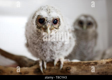 Baby Tiere dargestellt an Brent Lodge Tier Zentrum in West Sussex, UK. Stockfoto