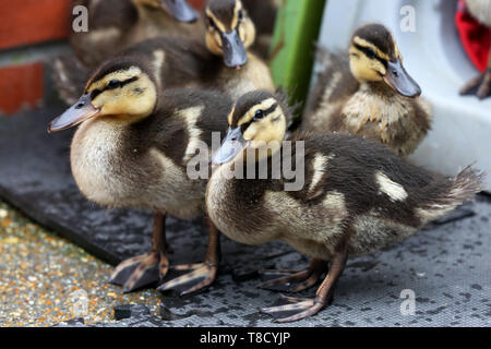 Baby Tiere dargestellt an Brent Lodge Tier Zentrum in West Sussex, UK. Stockfoto