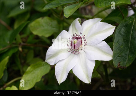 Clematis 'Miss Bateman"Blüte im Frühjahr. Stockfoto