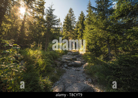 Wanderweg im Wald mit Sonne scheint durch die Bäume Stockfoto