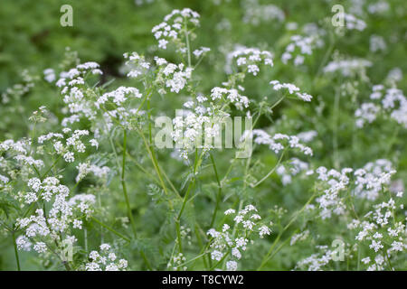 Anthriscus Sylvestris. Kuh Petersilie in einem englischen Garten. Stockfoto