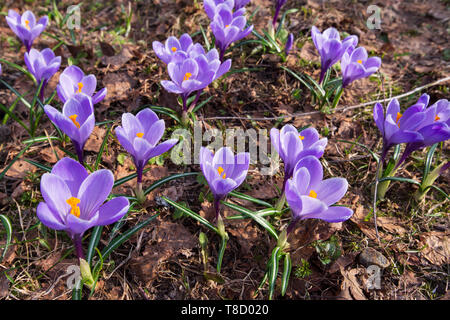 Der frühe Frühling Crocus vernus Erinnerung Stockfoto