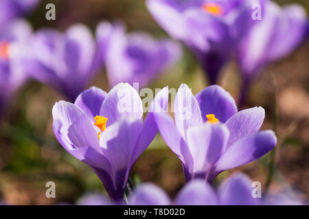 Der frühe Frühling Crocus vernus Erinnerung Stockfoto