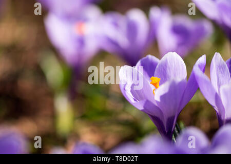 Der frühe Frühling Crocus vernus Erinnerung Stockfoto