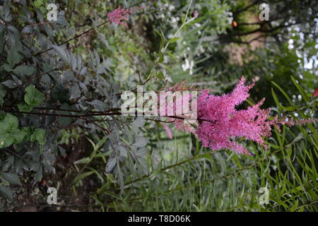Gruppe von bunt blühenden Blumen astilbe außerhalb 2019 Stockfoto