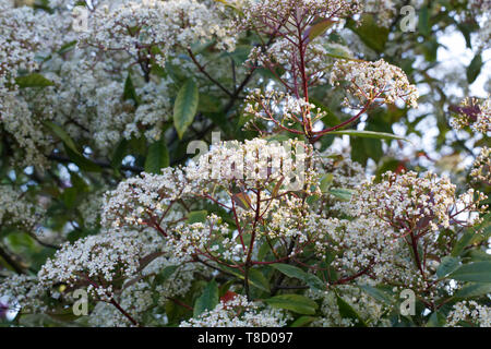 Photinia x fraseri 'Red Robin' in Blüte. Stockfoto