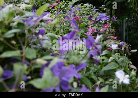 Schöne Blumen der Blüte violett Clematis mit Tropfen des Regens, Big Bush der Clematis im Garten wächst. Stockfoto