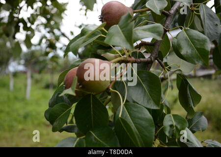 Sweet Summer Birnen Reifen auf einem Baum Stockfoto