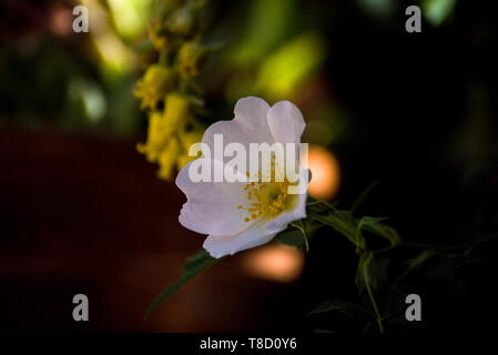 Wilde weiße Hagebutten flower garden Stockfoto