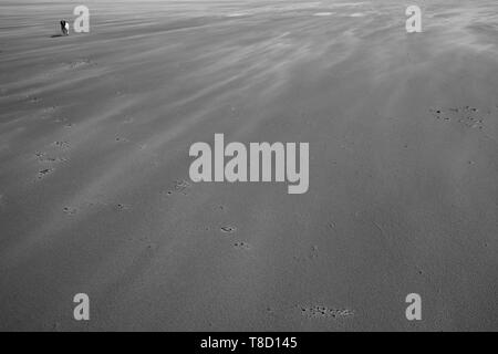 Schwarz & Weiß: ein Springer Spaniel hund läuft auf einem windgepeitschten Strand bei Llanmadoc, Gower Halbinsel, Wales. Stockfoto