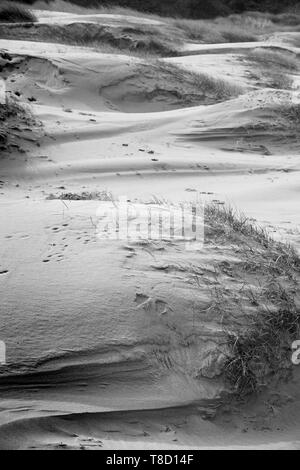 Schwarzweiß: Schwarzweiß-Bild von Andreas wachsendes Gras im Wind gemeißelte feiner Sand, llanmadoc Strand, Halbinsel Gower, Wales, UK. Stockfoto