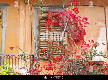 Traditionelle alte Holz- Fenster mit blühenden Bougainvillea Blumen Nafplion Griechenland Stockfoto